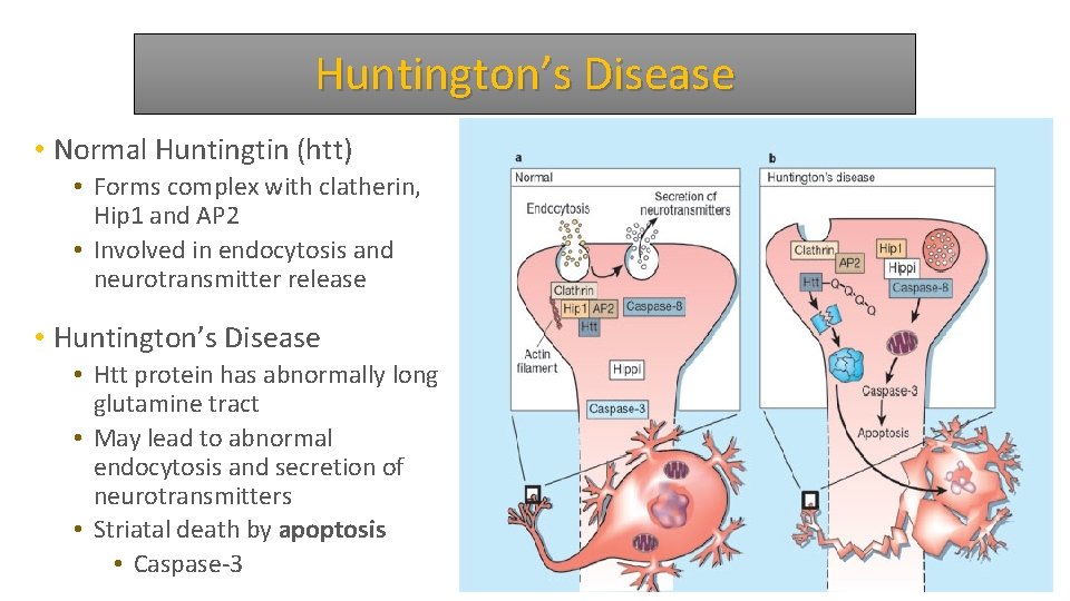 Huntington’s Disease • Normal Huntingtin (htt) • Forms complex with clatherin, Hip 1 and