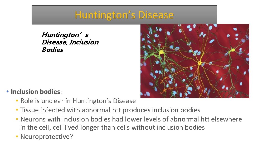 Huntington’s Disease, Inclusion Bodies • Inclusion bodies: Inclusion bodies • Role is unclear in