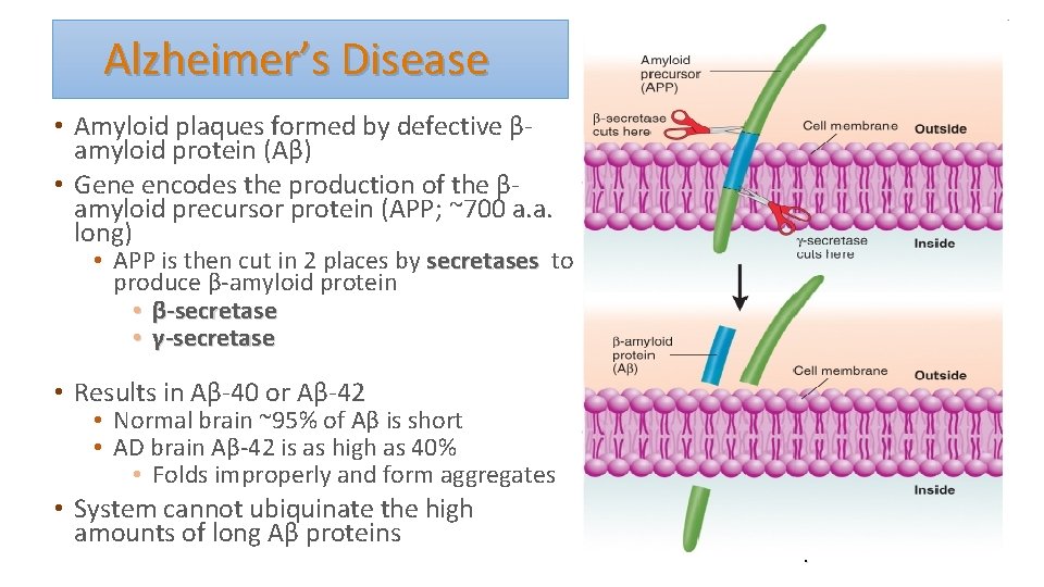  Alzheimer’s Disease • Amyloid plaques formed by defective βamyloid protein (Aβ) • Gene