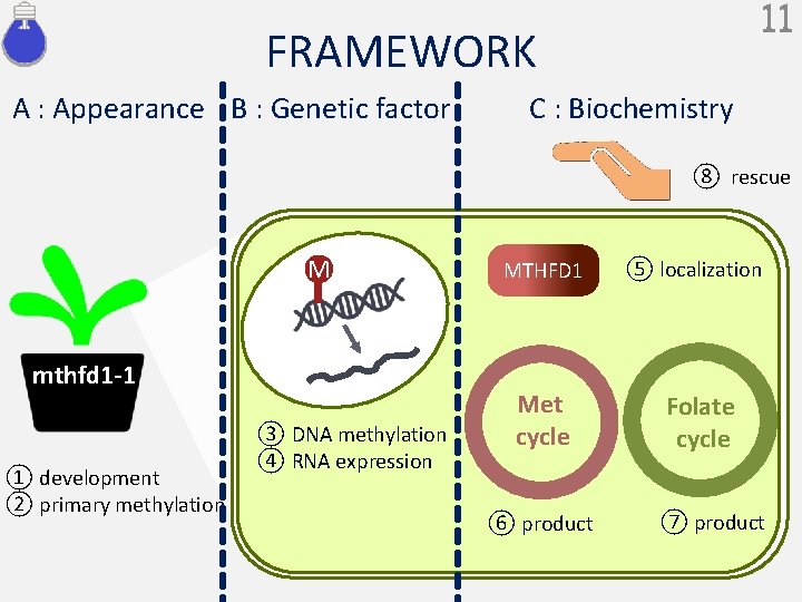 11 FRAMEWORK A : Appearance B : Genetic factor C : Biochemistry ⑧ rescue