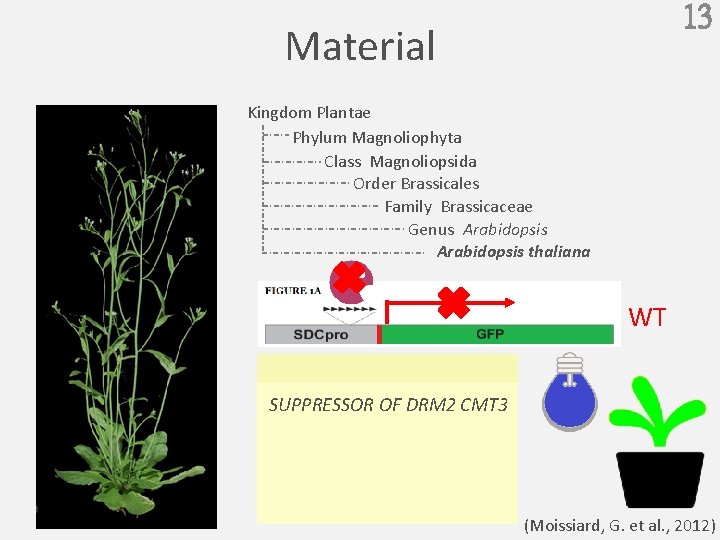 13 Material Kingdom Plantae Phylum Magnoliophyta Class Magnoliopsida Order Brassicales Family Brassicaceae Genus Arabidopsis