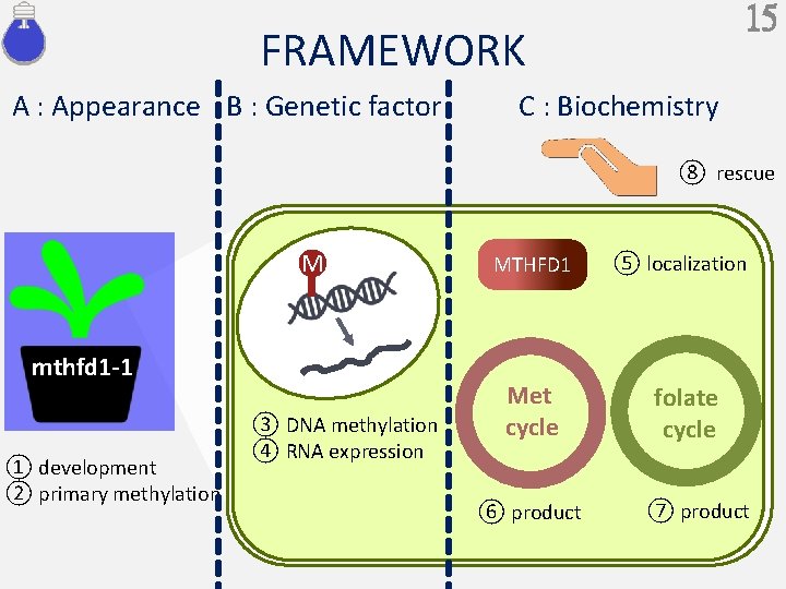 15 FRAMEWORK A : Appearance B : Genetic factor C : Biochemistry ⑧ rescue
