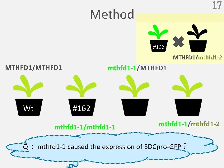 17 Method #162 MTHFD 1/mthfd 1 -2 MTHFD 1/MTHFD 1 Wt mthfd 1 -1/MTHFD