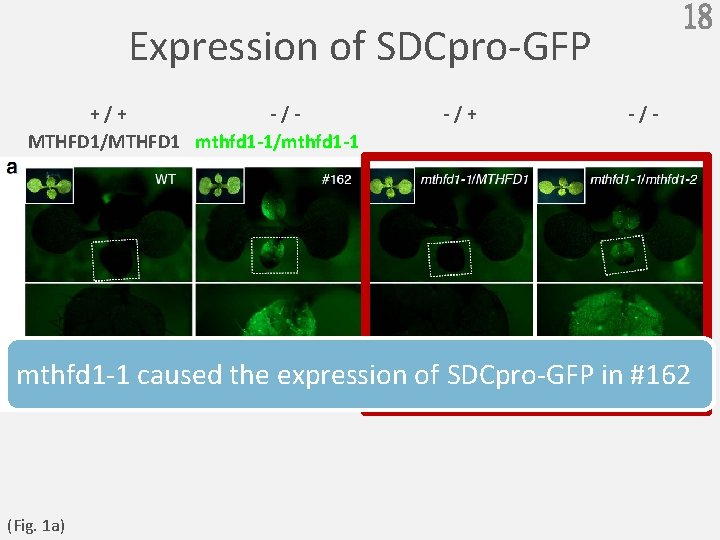18 Expression of SDCpro-GFP +/+ -/MTHFD 1 mthfd 1 -1/mthfd 1 -1 -/+ -/-
