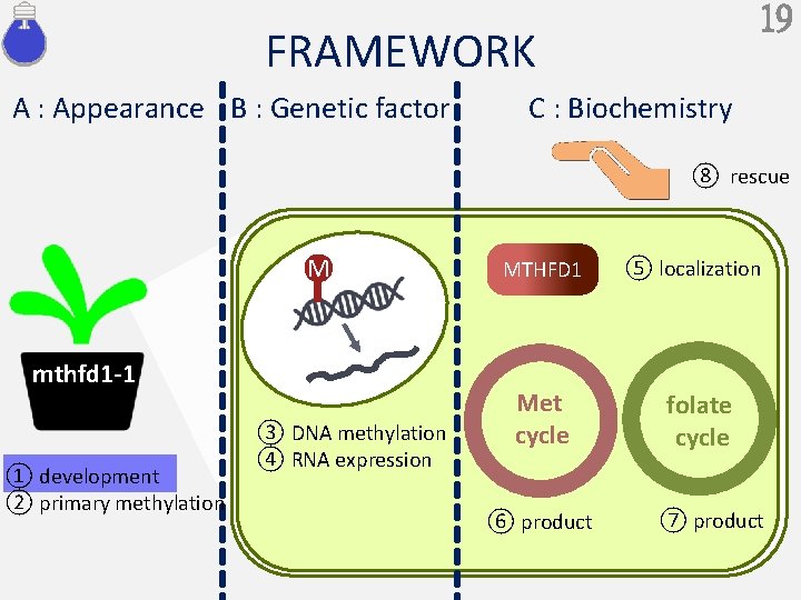 19 FRAMEWORK A : Appearance B : Genetic factor C : Biochemistry ⑧ rescue