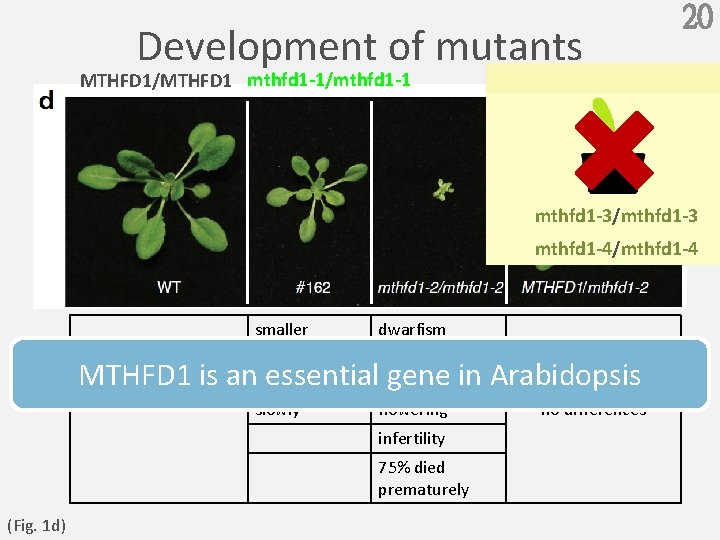 20 Development of mutants MTHFD 1/MTHFD 1 mthfd 1 -1/mthfd 1 -1 10 mm