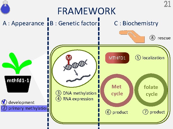 21 FRAMEWORK A : Appearance B : Genetic factor C : Biochemistry ⑧ rescue