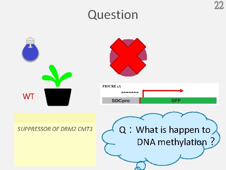 Question 22 WT SUPPRESSOR OF DRM 2 CMT 3 Q：What is happen to DNA