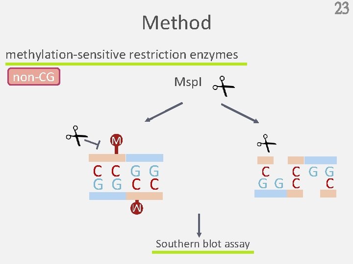 23 Method methylation-sensitive restriction enzymes non-CG Msp. I M C C G G C