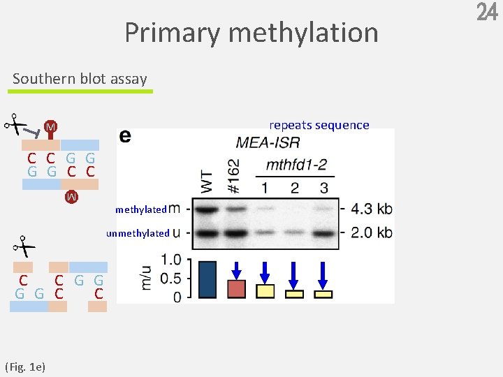Primary methylation Southern blot assay repeats sequence M C C G G C C