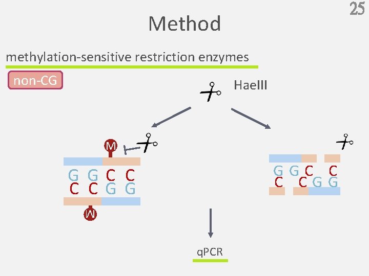 25 Method methylation-sensitive restriction enzymes non-CG Hae. III M GGC C C CGG G