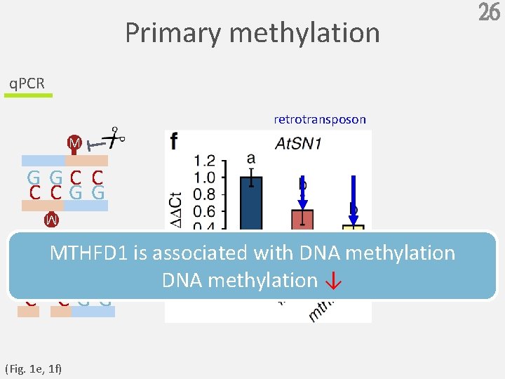 Primary methylation q. PCR retrotransposon M GGC C C CGG M MTHFD 1 is