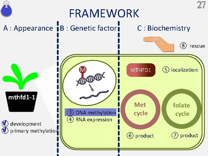 27 FRAMEWORK A : Appearance B : Genetic factor C : Biochemistry ⑧ rescue