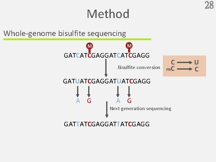 28 Method Whole-genome bisulfite sequencing M M GATCATCGAGG Bisulfite conversion C m. C GATUATCGAGG