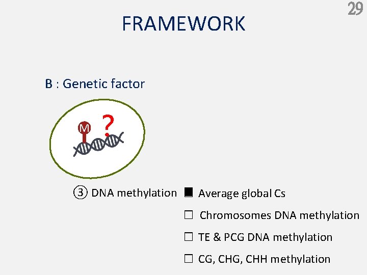 FRAMEWORK 29 B : Genetic factor M ？ ③ DNA methylation ■ Average global