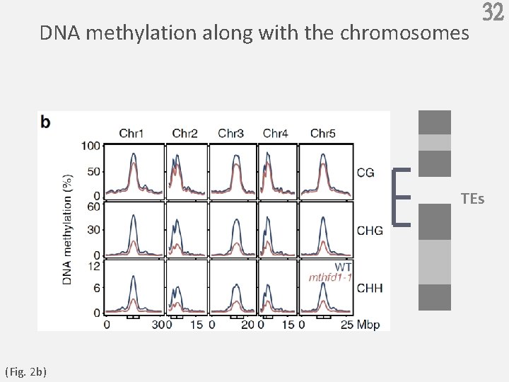 DNA methylation along with the chromosomes 32 TEs (Fig. 2 b) 