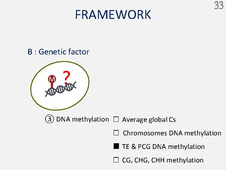 FRAMEWORK 33 B : Genetic factor M ？ ③ DNA methylation □ Average global