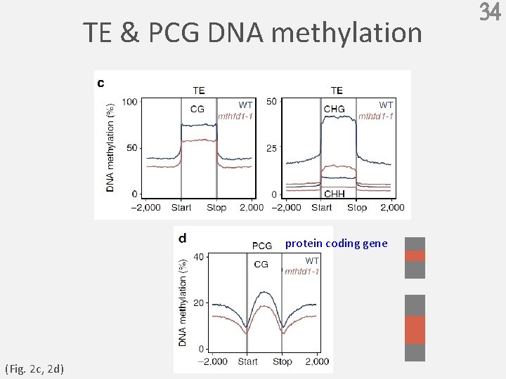 TE & PCG DNA methylation protein coding gene (Fig. 2 c, 2 d) 34