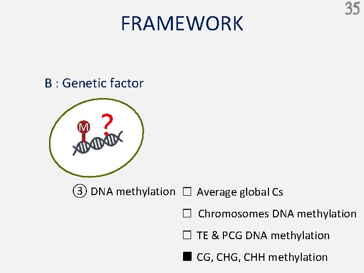 FRAMEWORK 35 B : Genetic factor M ？ ③ DNA methylation □ Average global