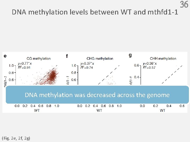 DNA methylation levels between WT and mthfd 1 -1 DNA methylation was decreased across