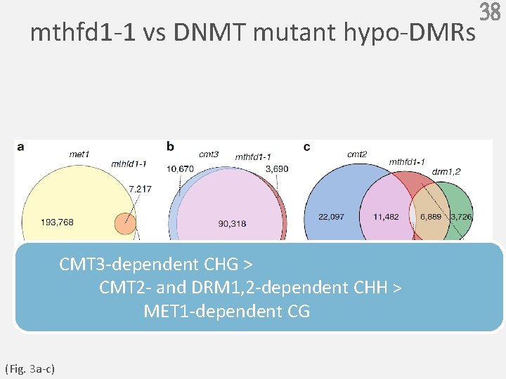 mthfd 1 -1 vs DNMT mutant hypo-DMRs CMT 3 -dependent CHG > CMT 2