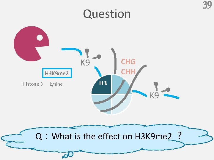 39 Question K 9 CHG CHH H 3 K 9 me 2 Histone 3