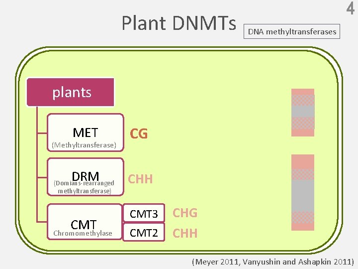 Plant DNMTs 4 DNA methyltransferases plants MET CG DRM CHH (Methyltransferase) (Domians-rearranged methyltransferase) CMT
