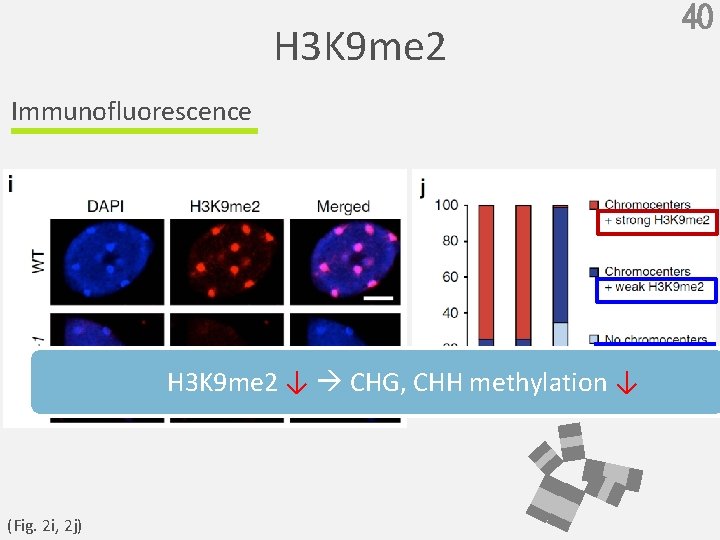 H 3 K 9 me 2 Immunofluorescence H 3 K 9 me 2 ↓