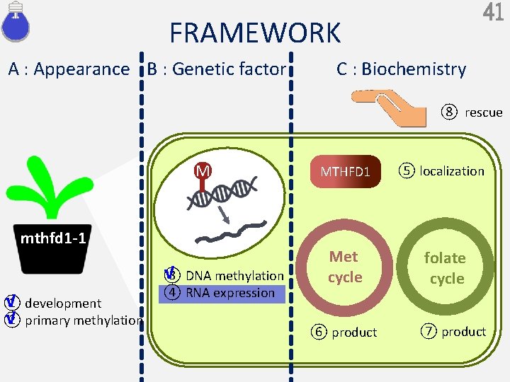 41 FRAMEWORK A : Appearance B : Genetic factor C : Biochemistry ⑧ rescue