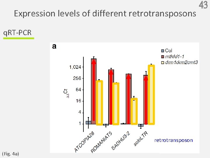 Expression levels of different retrotransposons q. RT-PCR retrotransposon (Fig. 4 a) 43 