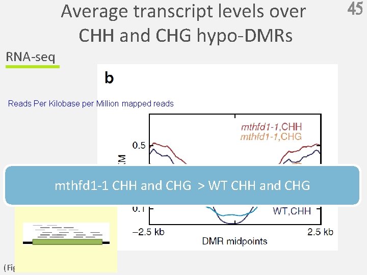 RNA-seq Average transcript levels over CHH and CHG hypo-DMRs Reads Per Kilobase per Million