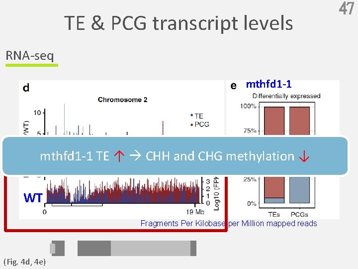 TE & PCG transcript levels RNA-seq mthfd 1 -1 TE ↑ CHH and CHG