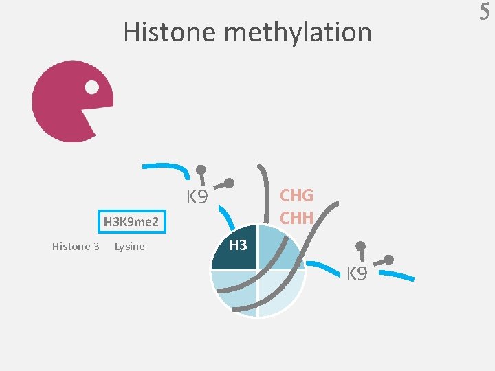 Histone methylation K 9 CHG CHH H 3 K 9 me 2 Histone 3