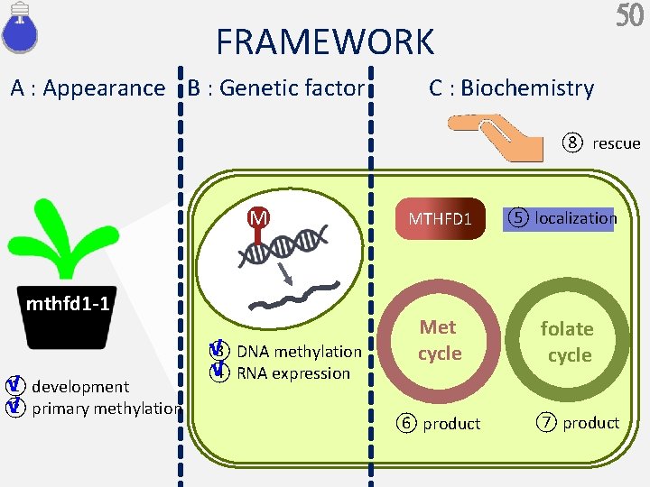 50 FRAMEWORK A : Appearance B : Genetic factor C : Biochemistry ⑧ rescue