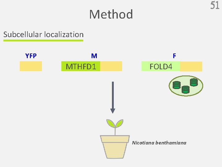 51 Method Subcellular localization YFP F M MTHFD 1 FOLD 4 Nicotiana benthamiana 