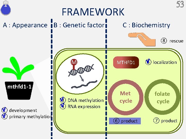 53 FRAMEWORK A : Appearance B : Genetic factor C : Biochemistry ⑧ rescue