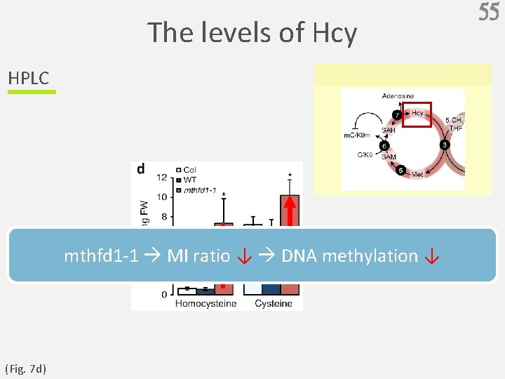 The levels of Hcy HPLC mthfd 1 -1 MI ratio ↓ DNA methylation ↓