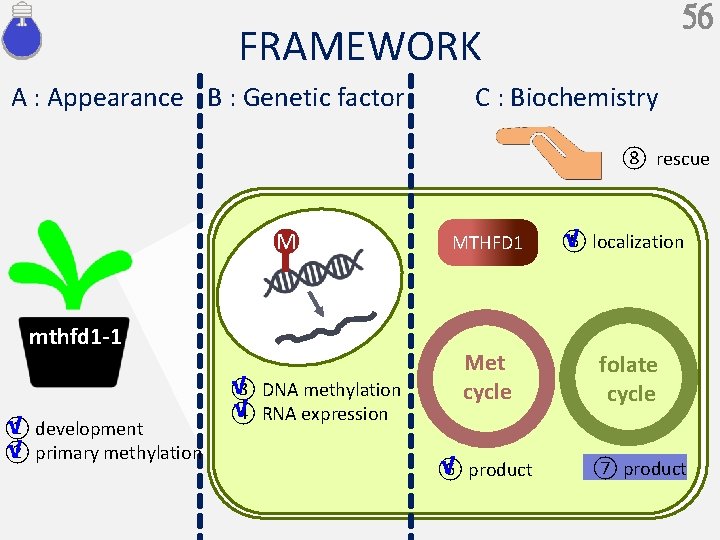 56 FRAMEWORK A : Appearance B : Genetic factor C : Biochemistry ⑧ rescue