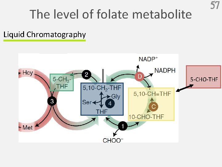 The level of folate metabolite 57 Liquid Chromatography 5 -CHO-THF 