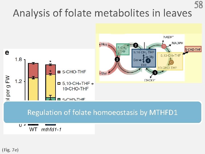 Analysis of folate metabolites in leaves 58 5 -CHO-THF Regulation of folate homoeostasis by