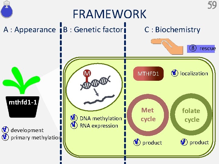 59 FRAMEWORK A : Appearance B : Genetic factor C : Biochemistry ⑧ rescue