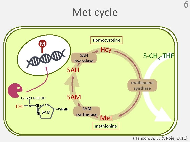 6 Met cycle Homocysteine M Hcy SAH hydrolase 5 -CH 3 -THF SAH methionine