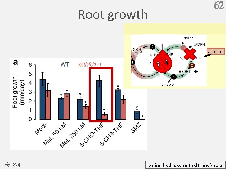Root growth 62 5 -CHO-THF (Fig. 8 a) serine hydroxymethyltransferase 