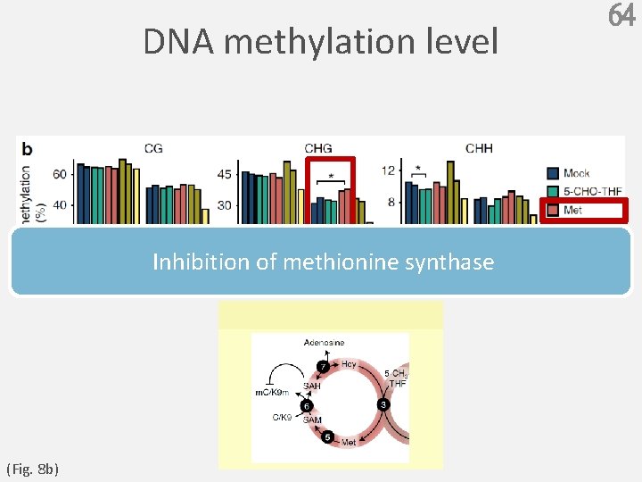 DNA methylation level Inhibition of methionine synthase (Fig. 8 b) 64 