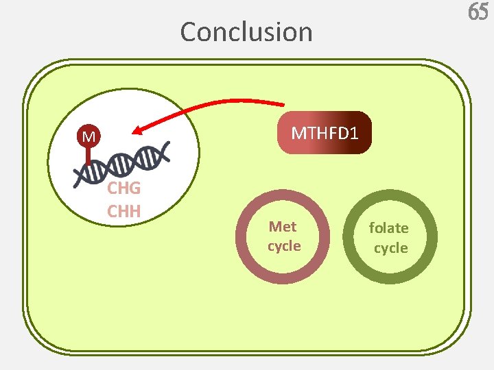 65 Conclusion MTHFD 1 M CHG CHH Met cycle folate cycle 