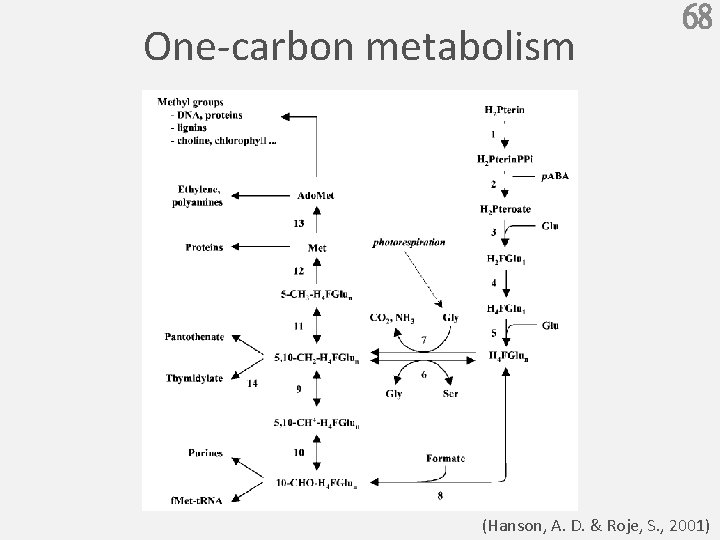 One-carbon metabolism 68 (Hanson, A. D. & Roje, S. , 2001) 