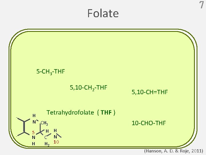 7 Folate 5 -CH 3 -THF 5, 10 -CH 2 -THF 5, 10 -CH=THF