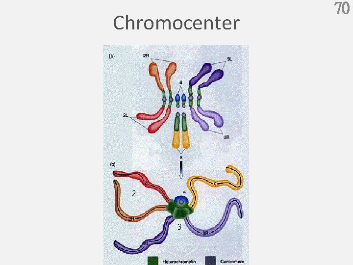 Chromocenter 70 