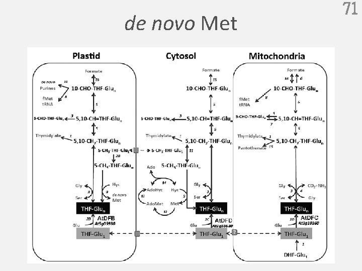 de novo Met 71 