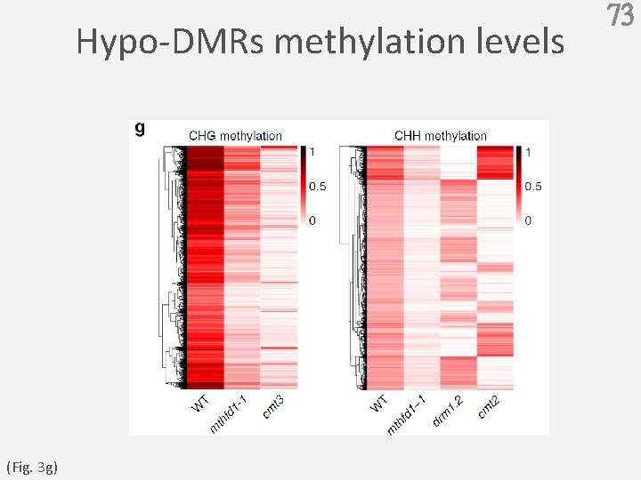 Hypo-DMRs methylation levels (Fig. 3 g) 73 